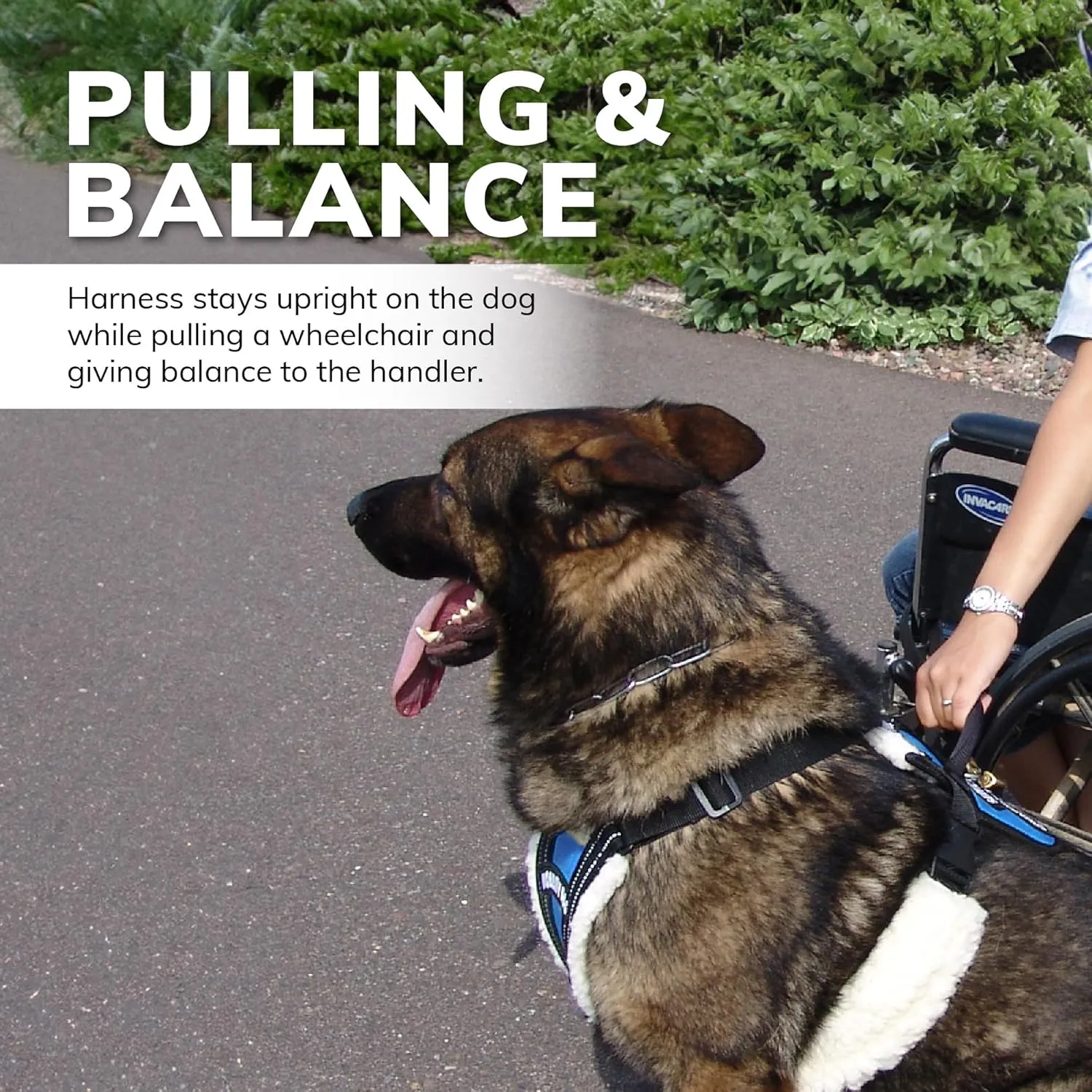ActiveDogs Service Dog Harness - Balance & Stability Assistance w/Raised Handle-Padded Sheepskin Chest & Fully Adjustable Straps Harness - M Size, 26"-34", Royal Blue