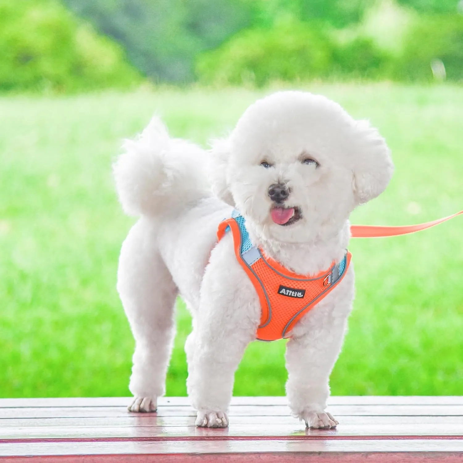 AIITLE Escape Proof Dog Harness - Step in Adjustable Dog Harness No Choke Over with Breathable Mesh and Quick-Release Buckle for Spring- Outdoor Walking, Camping, Training for Medium Dogs Orange XL
