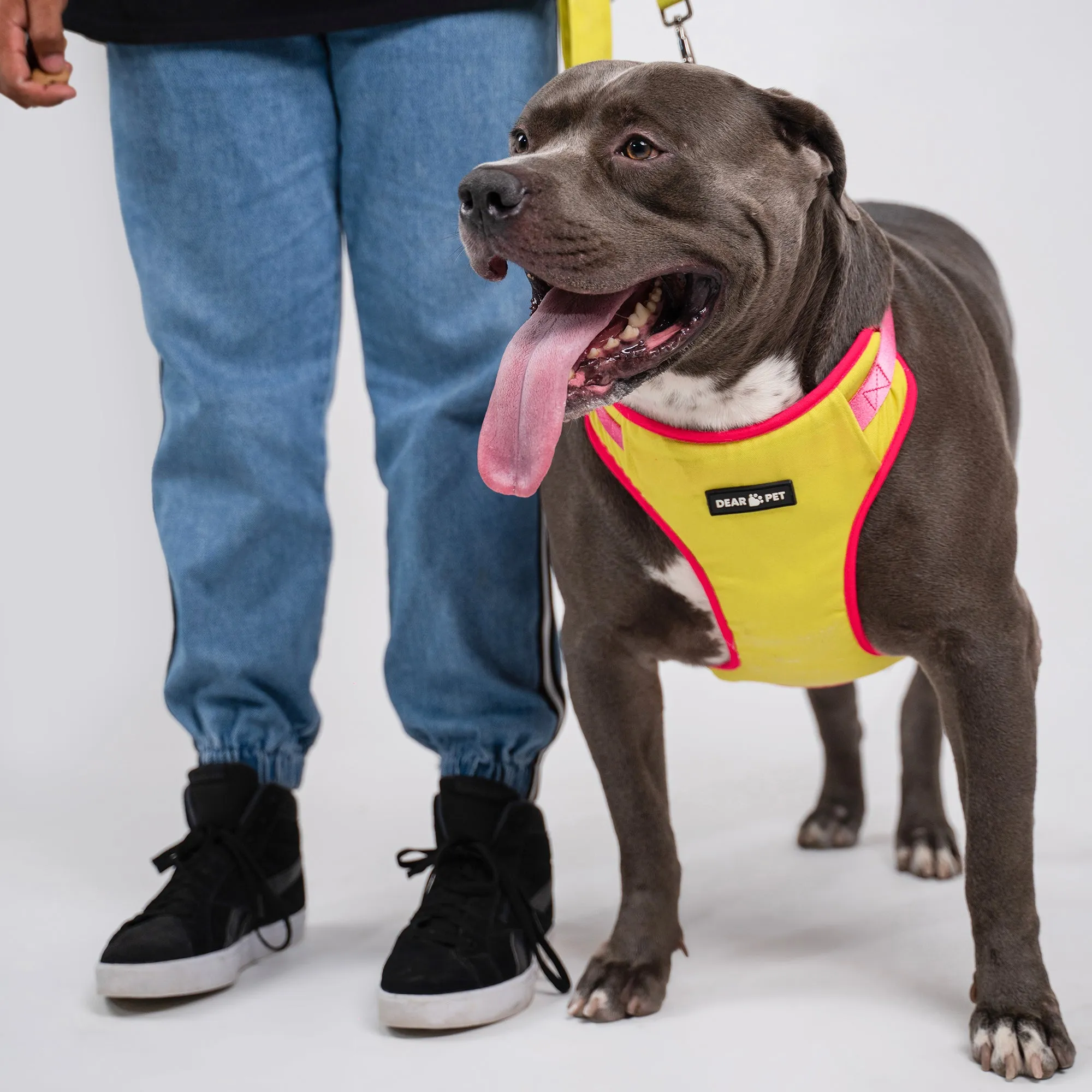 Dear Pet Double Trouble Lime & Pink Harness for Dogs