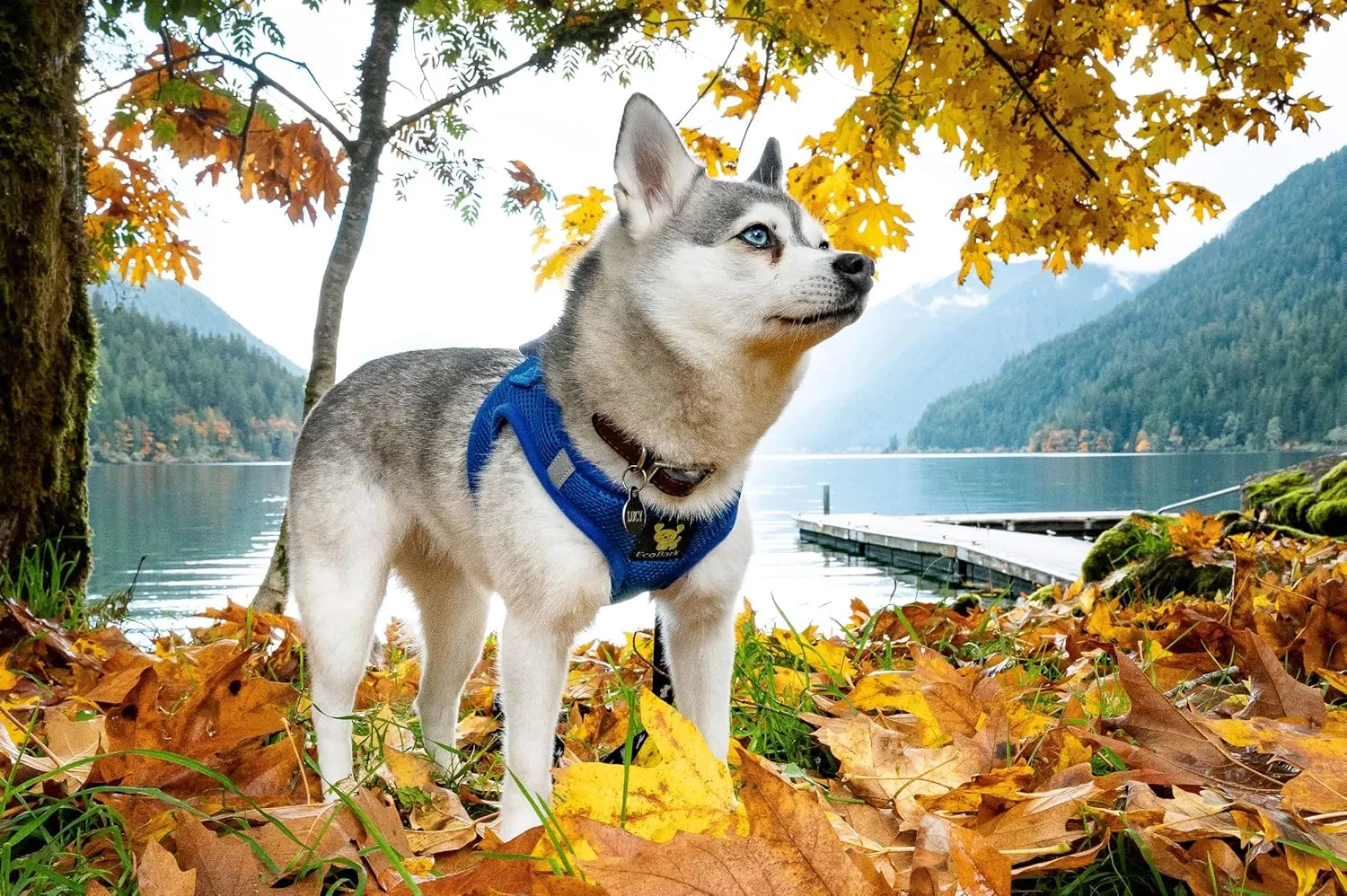EcoBark Step in Dog Harness Reflective Soft Ultra Padded Mesh Dog Harnesses for XXS, XS, Small, and Medium Dogs Eco-Friendly Comfort Secure Halter No Pull Adjustable Pet Vest (XXXS, Royal Blue)
