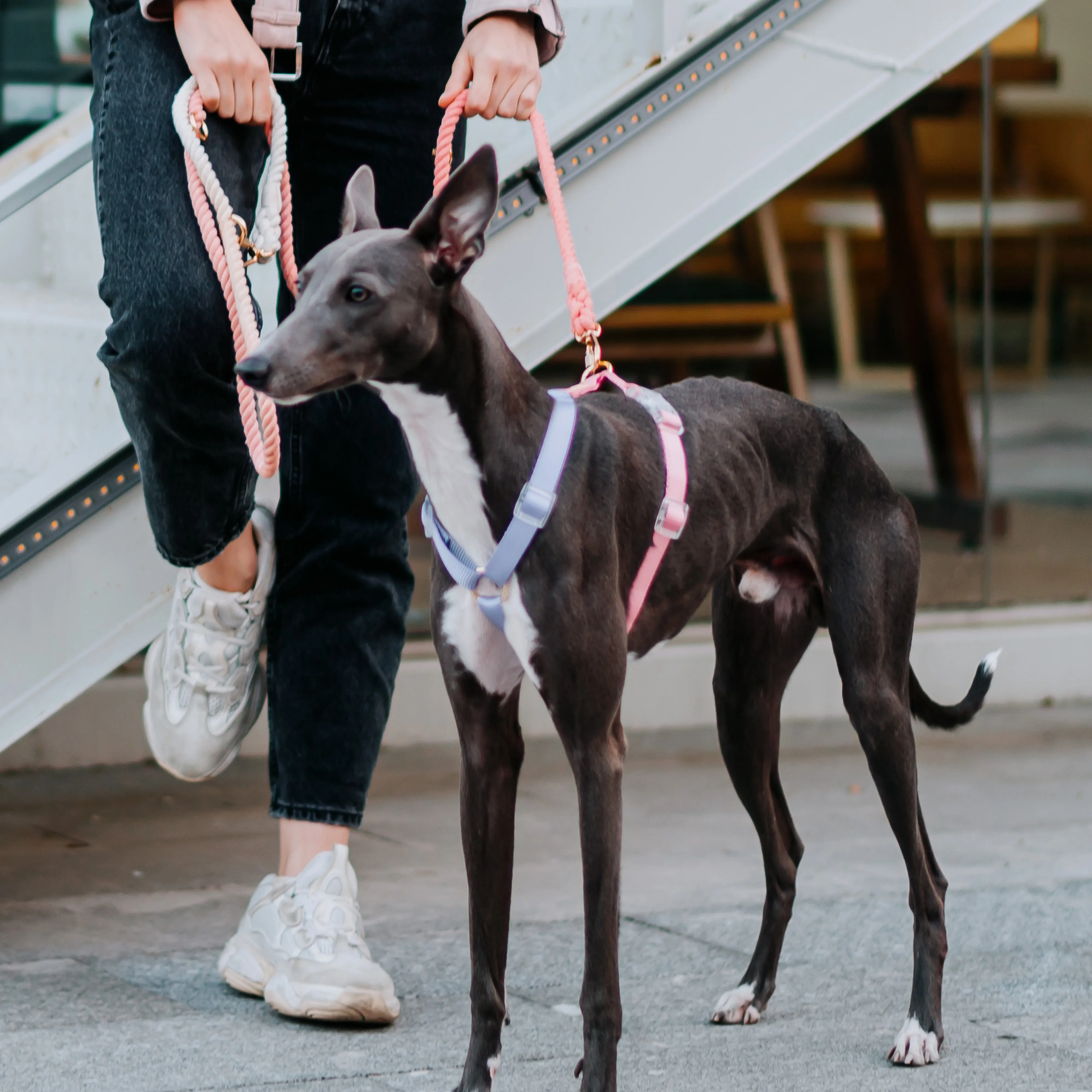 Fantastic Rainbow Easy Walk Harness