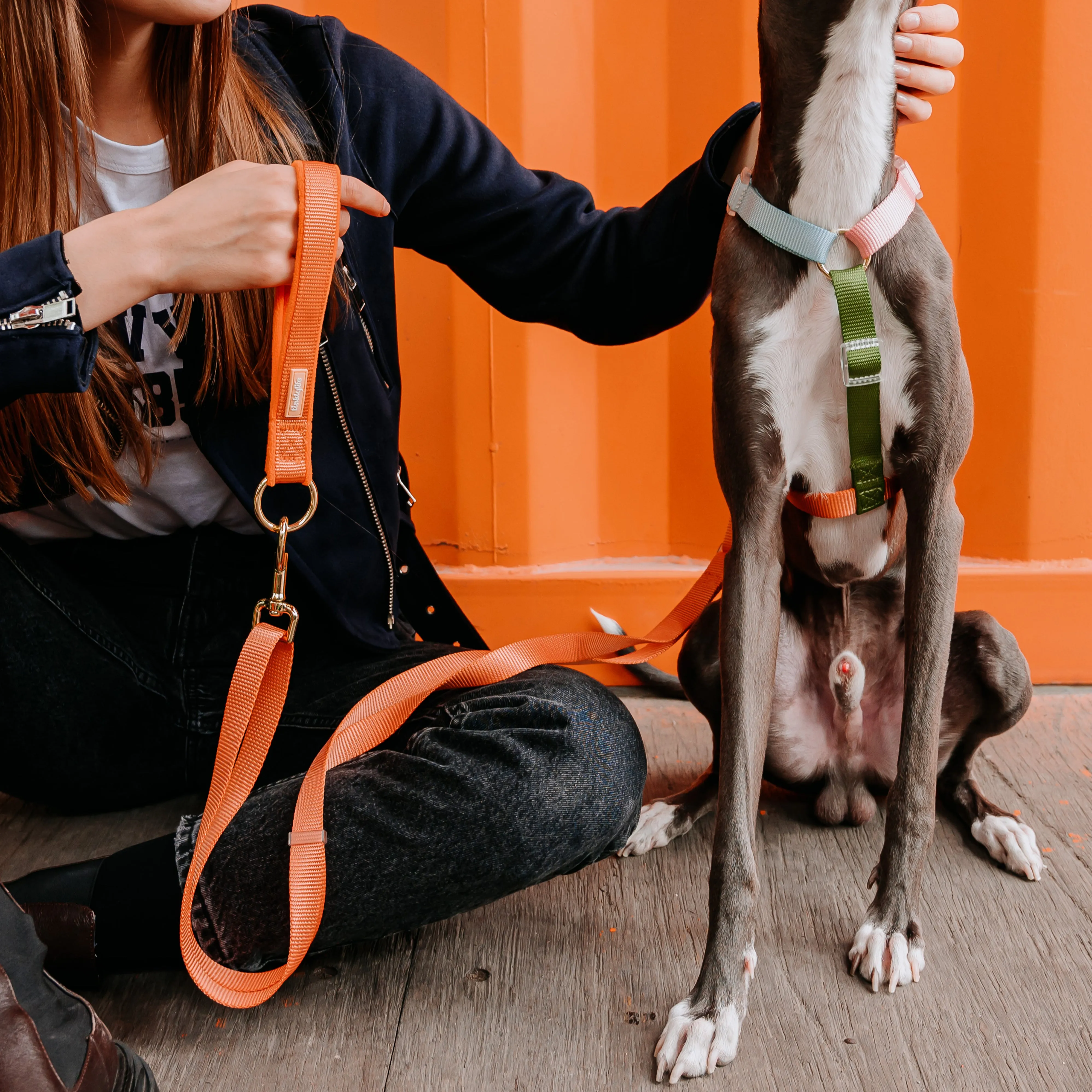 Fantastic Rainbow Easy Walk Harness