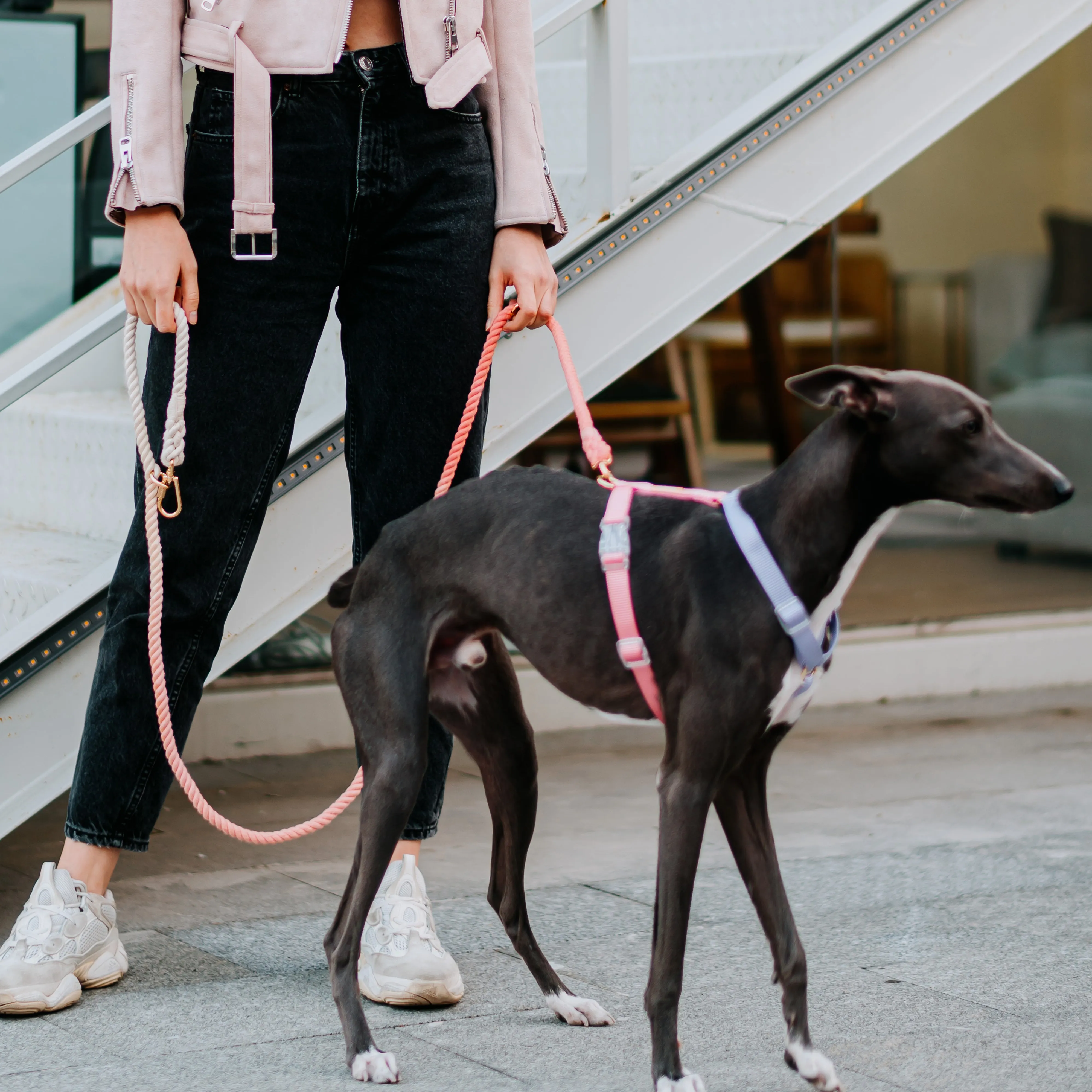 Fantastic Rainbow Easy Walk Harness