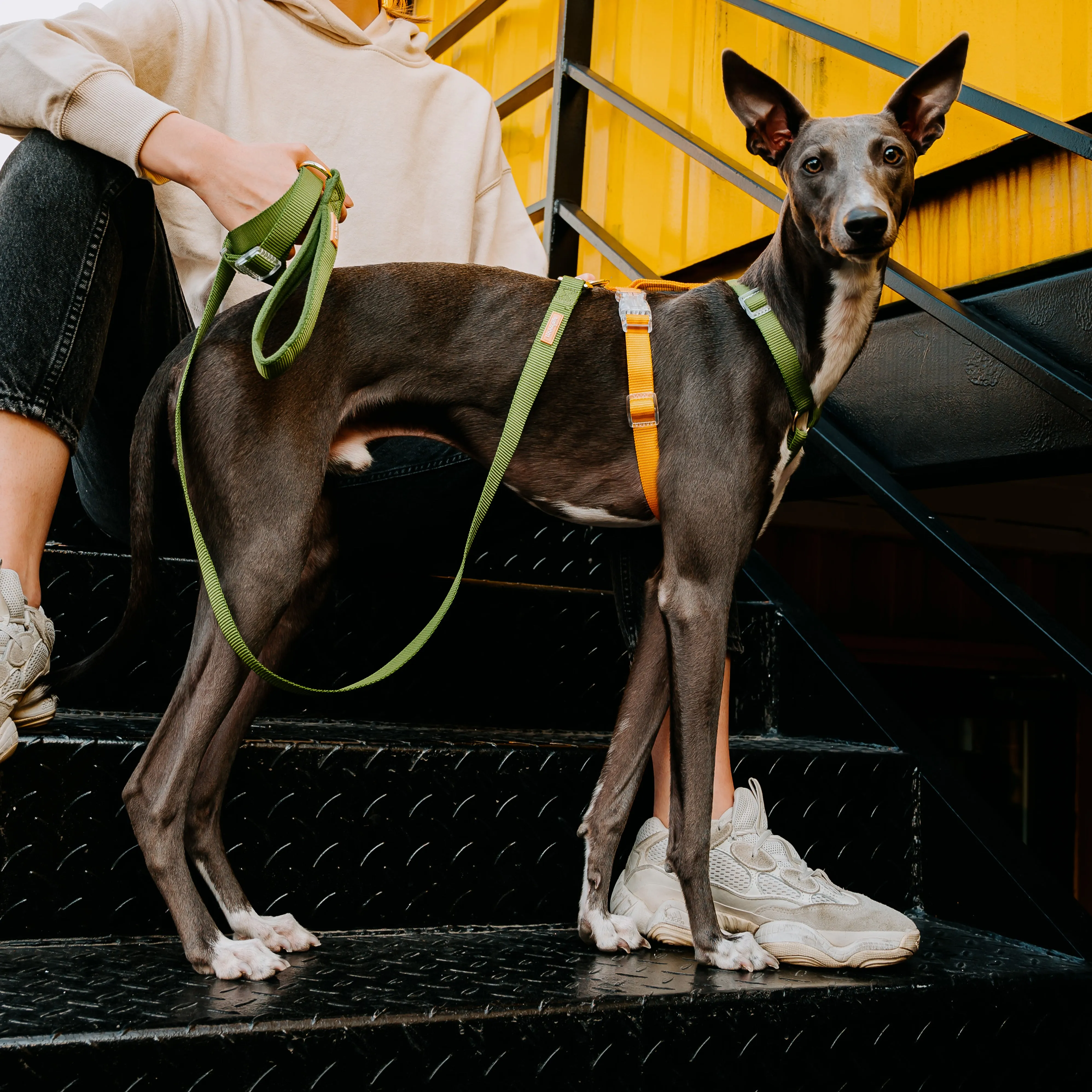 Fantastic Rainbow Easy Walk Harness