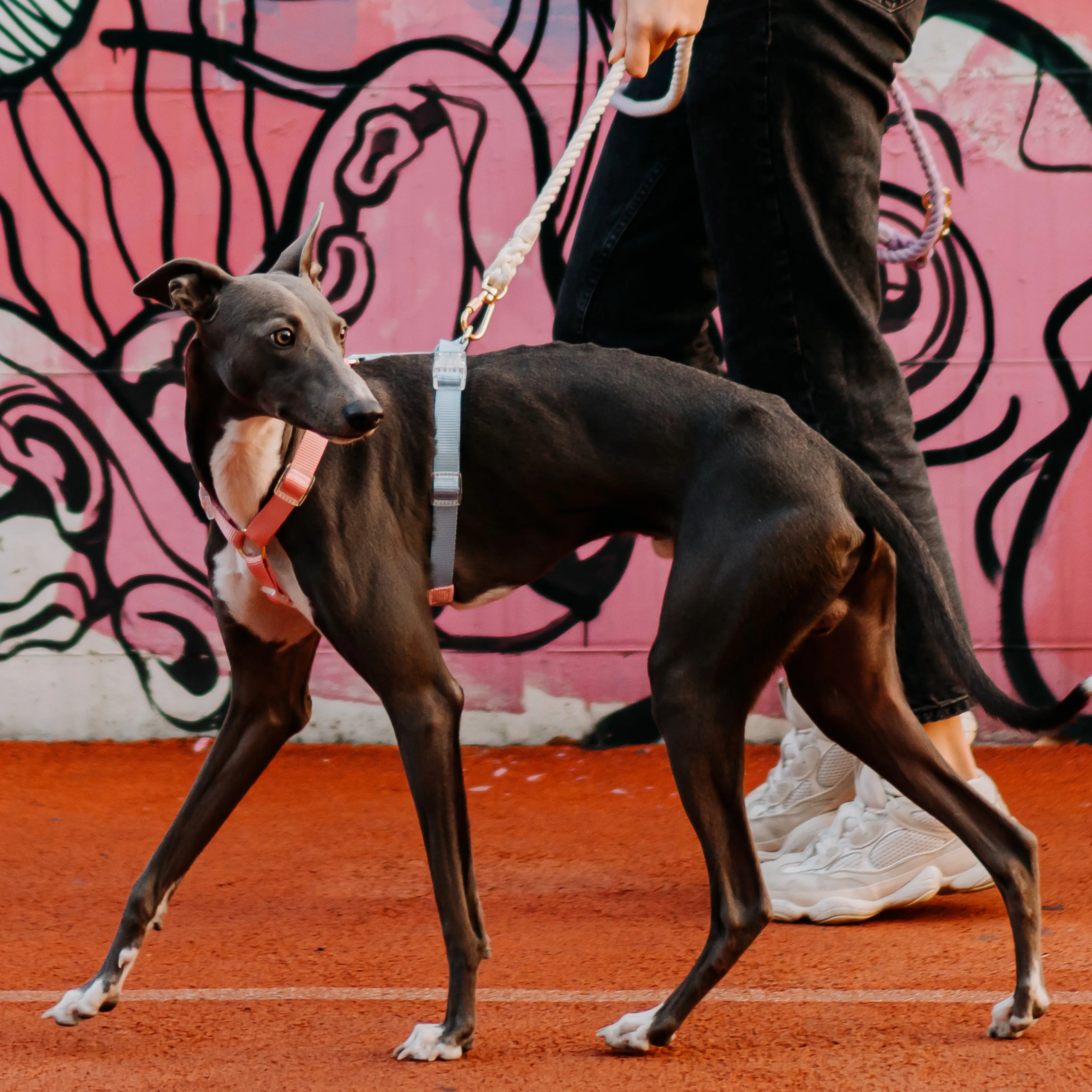 Fantastic Rainbow Easy Walk Harness