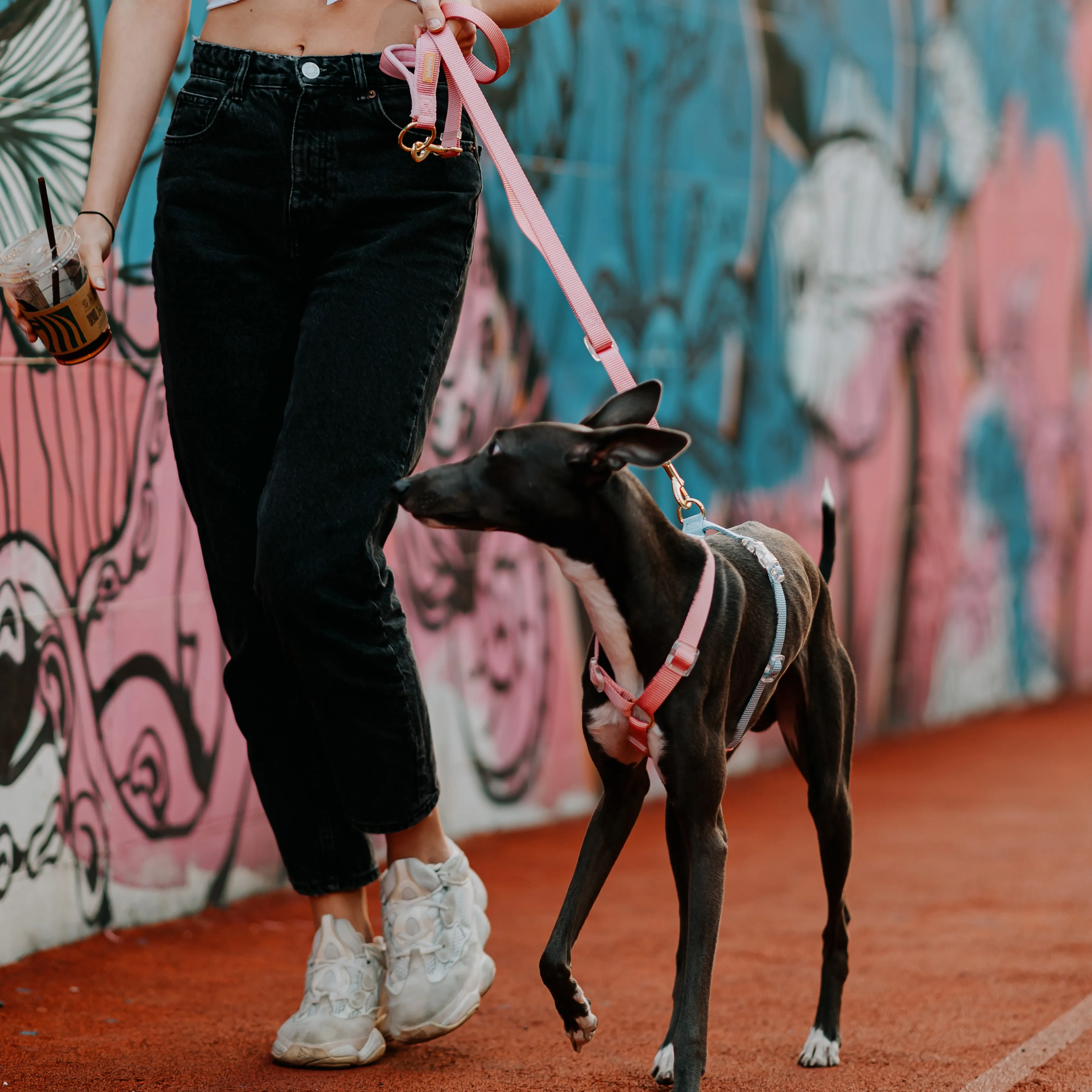 Fantastic Rainbow Easy Walk Harness