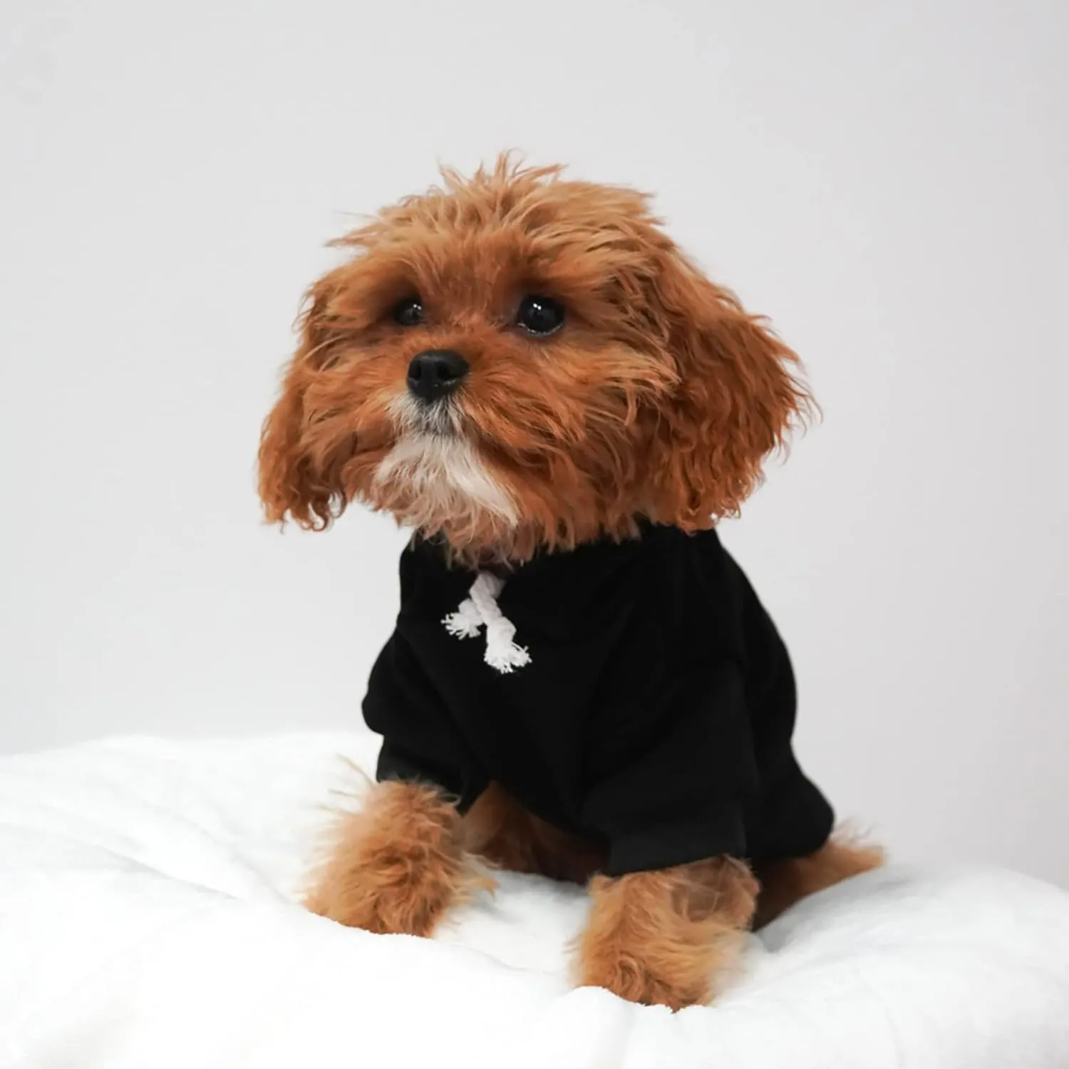 Free Kisses Dog Hoodie Fleece Lined Pullover Sweatshirt with Leash Hole (Royal Blue, X-Small 727)