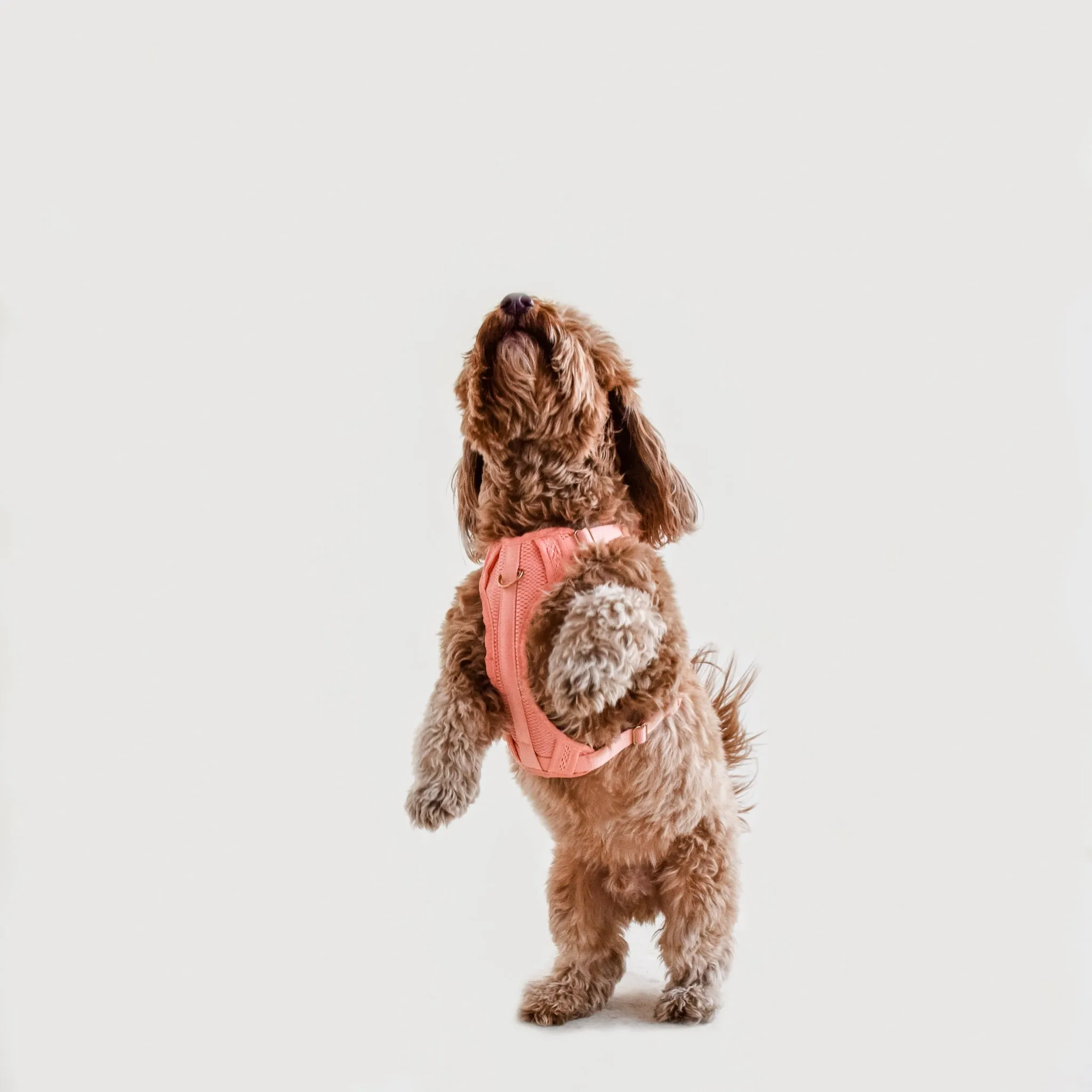 Huggie Harness