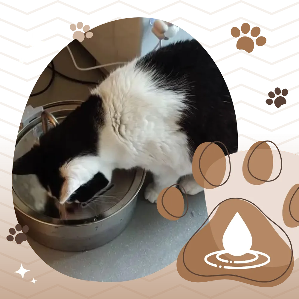 Large Capacity Cat Drinking Fountain