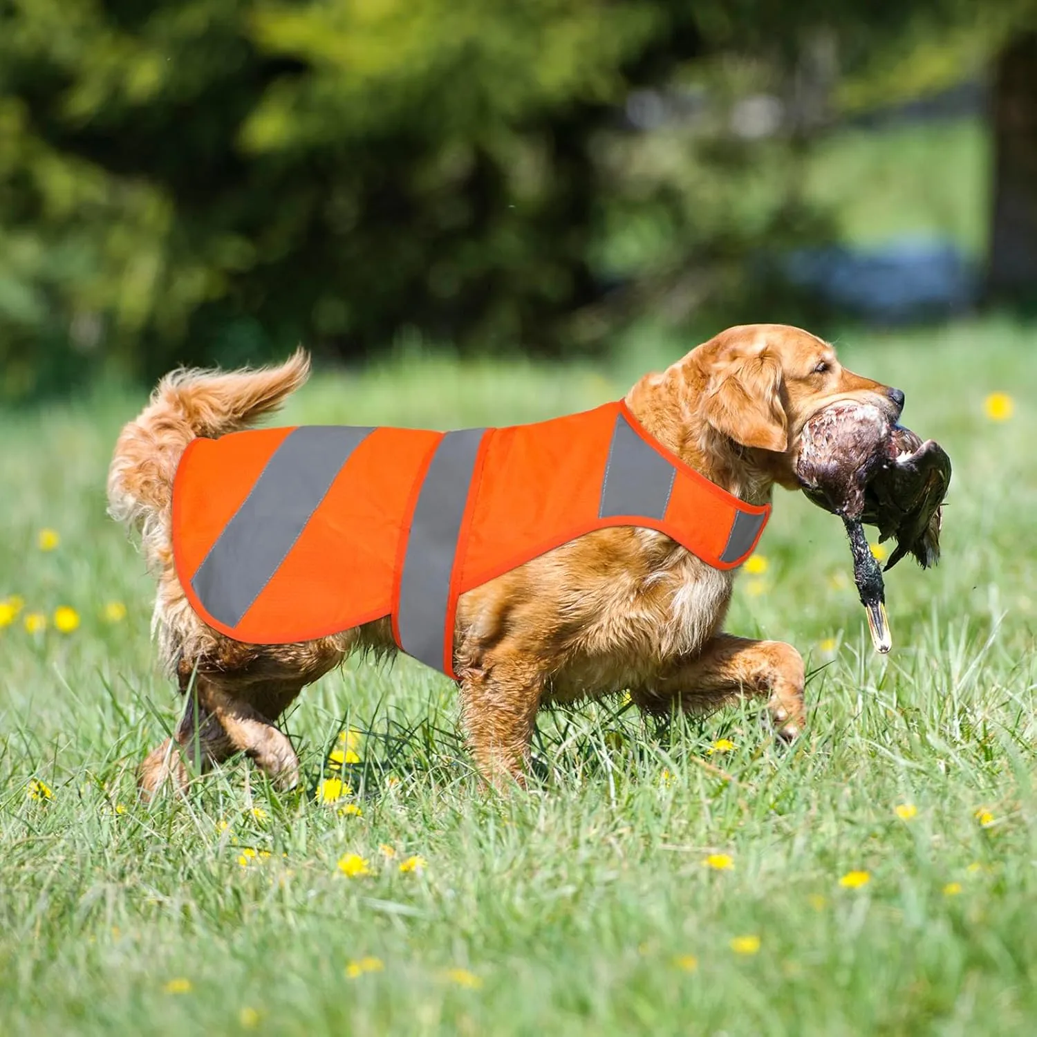 Orange Dog Vest - High Visibility Safety, Hunting, Soft Adjustable Reflective Jacket for Small to Large Dogs