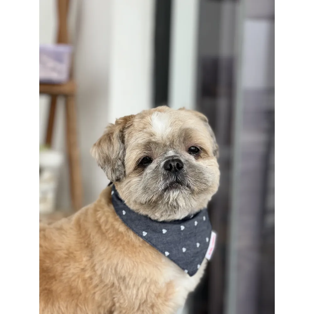 Pawgypets Hearty Denim Bandana for Dogs and Cats (Denim)