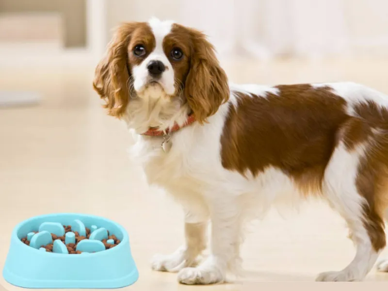 Pets Slow Feeder Dog Bowl