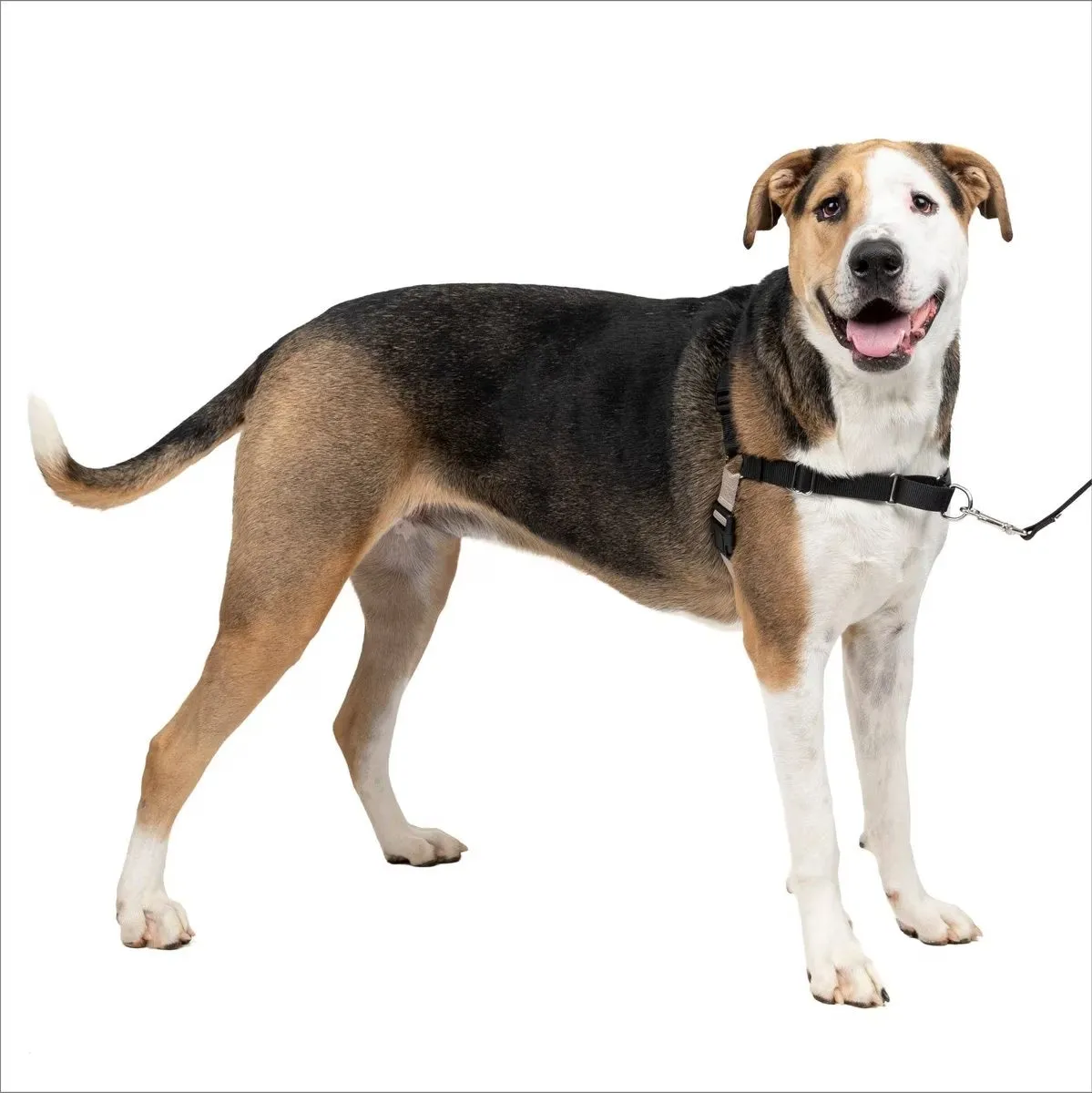 PetSafe Easy Walk® Harness, No Pull, Dog Harness