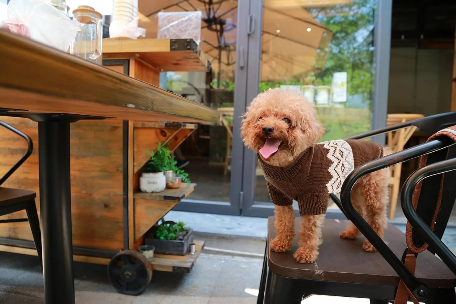 Queenmore Warm Dog Sweater, Soft Pet Knitwear, Knitted Pullover, Winter Pet Clothes for Small Medium Dogs Cats