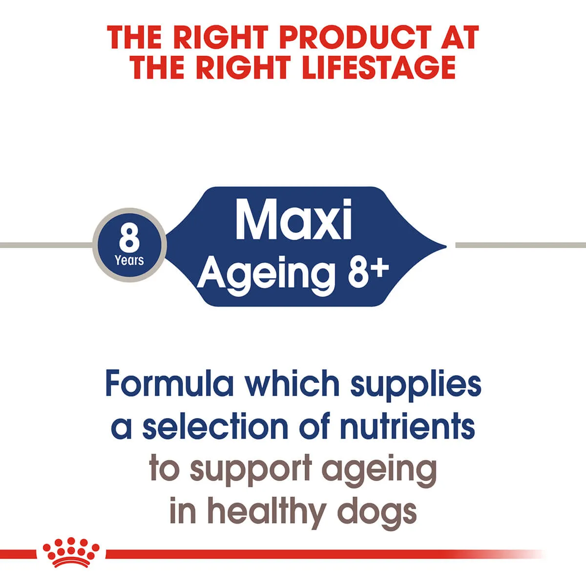Royal Canin Maxi Ageing Senior Wet Dog Food