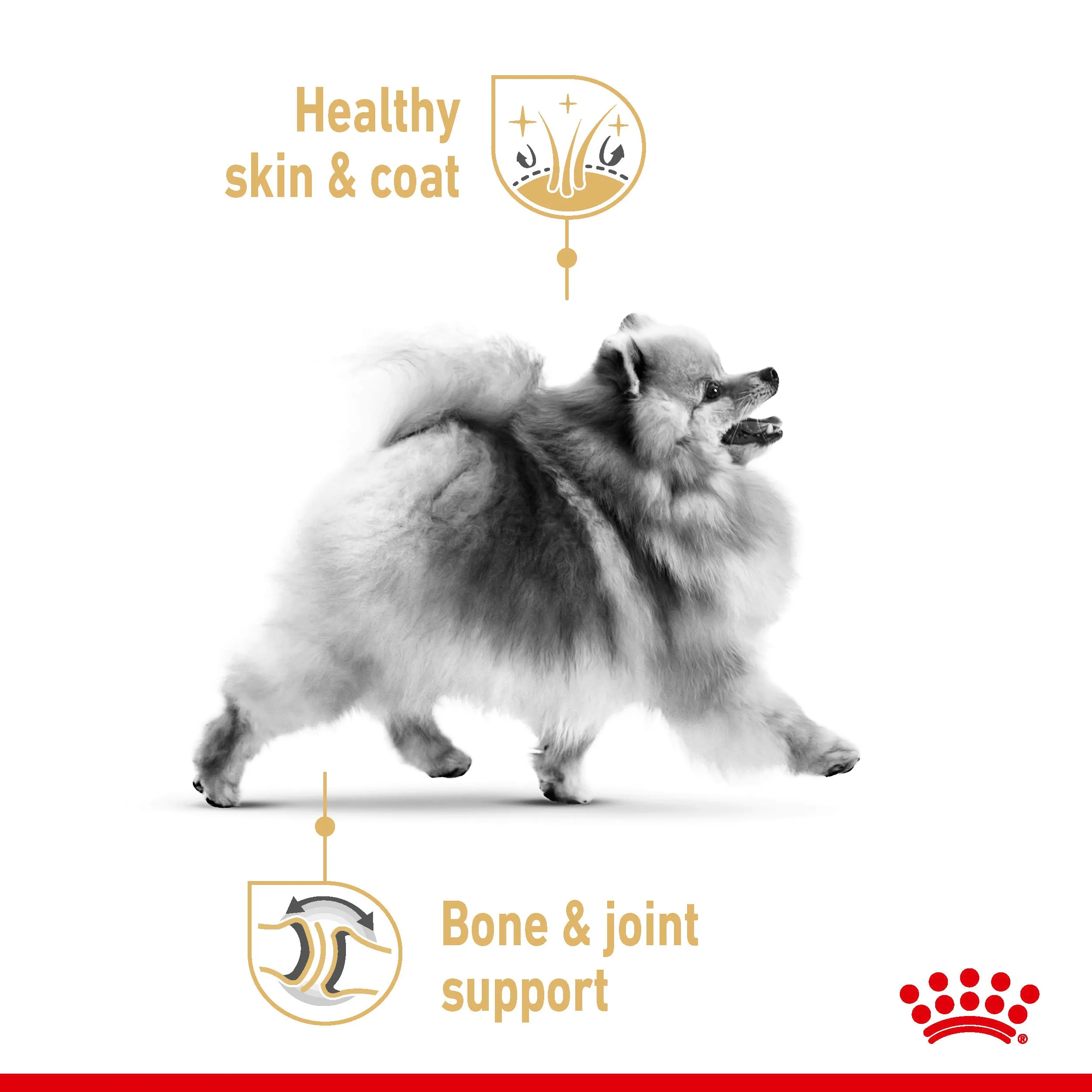 Royal Canin Pomeranian Wet Dog Food