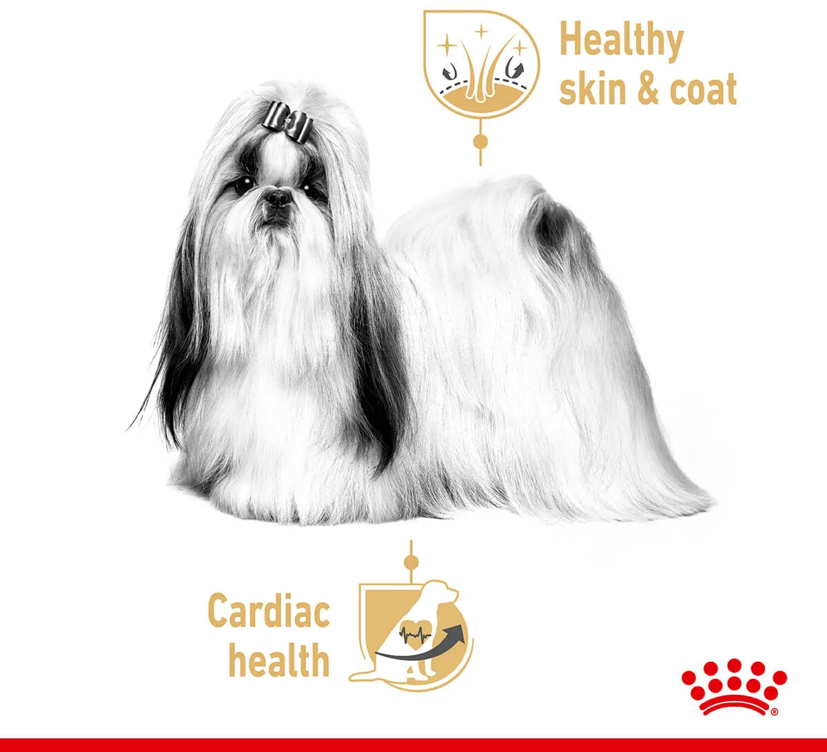 Royal Canin Shih Tzu Loaf Wet Dog Food